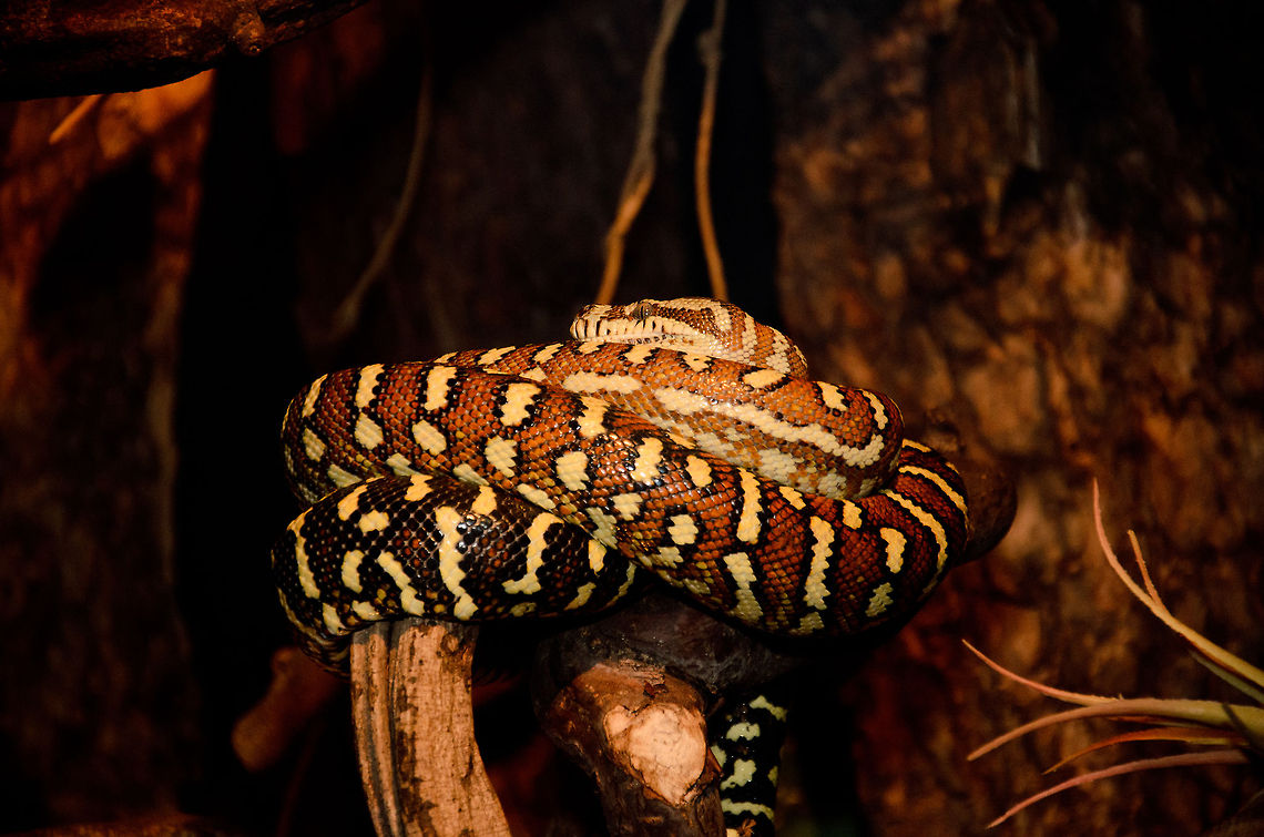 Carpet Python (Morelia spilota) A rolled up Carpet Python at the OlieMeulen reptile centre, the Netherlands. Geotagged,Morelia spilota,Oliemeulen,Snakes,The Netherlands,reptiles