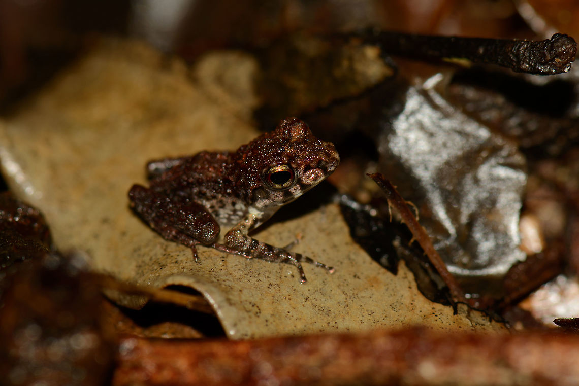 Small frog on forest floor of Masoala NP, Madagascar I will be asking advise to John for identification. Africa,Geotagged,Madagascar,Madagascar North,Mantidactylus boulengeri,Masoala,Spring,World