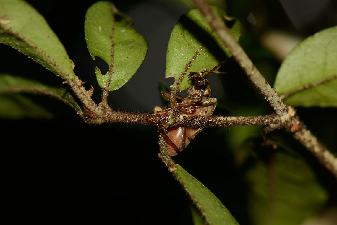 Large soldier-like beetle in Masoala NP, Madagascar Top view:<br />
<figure class="photo"><a href="https://www.jungledragon.com/image/35513/large_soldier-like_beetle_in_masoala_np_-_top_view_madagascar.html" title="Large soldier-like beetle in Masoala NP - top view, Madagascar"><img src="https://s3.amazonaws.com/media.jungledragon.com/images/2/35513_thumb.jpg?AWSAccessKeyId=05GMT0V3GWVNE7GGM1R2&Expires=1759968010&Signature=KnEhMHUoffpNyTVsL7TVRYE%2FZVc%3D" width="102" height="152" alt="Large soldier-like beetle in Masoala NP - top view, Madagascar Possibly a longhorn beetle, most striking characteristic is the golden shine it has. Other perspective:<br />
http://www.jungledragon.com/image/35512/large_soldier-like_beetle_in_masoala_np_madagascar.html Africa,Enthymius,Enthymius dubius,Geotagged,Madagascar,Madagascar North,Masoala,Spring,World" /></a></figure> Africa,Geotagged,Madagascar,Madagascar North,Masoala,Spring,World