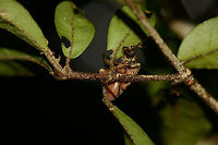 Large soldier-like beetle in Masoala NP, Madagascar Top view:<br />
http://www.jungledragon.com/image/35513/large_soldier-like_beetle_in_masoala_np_-_top_view_madagascar.html Africa,Geotagged,Madagascar,Madagascar North,Masoala,Spring,World