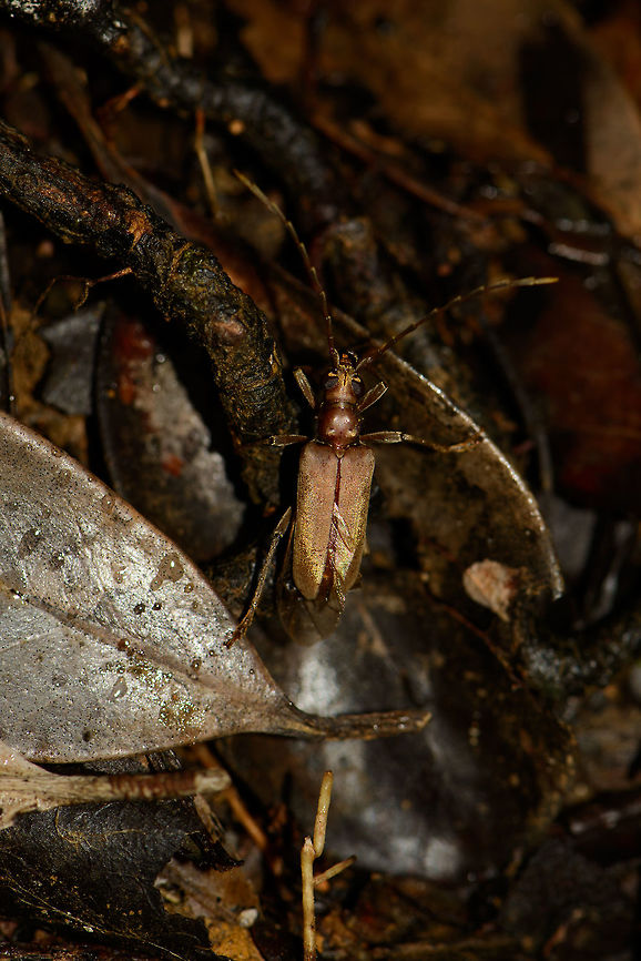 Large soldier-like beetle in Masoala NP - top view, Madagascar Possibly a longhorn beetle, most striking characteristic is the golden shine it has. Other perspective:<br />
<figure class="photo"><a href="https://www.jungledragon.com/image/35512/large_soldier-like_beetle_in_masoala_np_madagascar.html" title="Large soldier-like beetle in Masoala NP, Madagascar"><img src="https://s3.amazonaws.com/media.jungledragon.com/images/2/35512_thumb.jpg?AWSAccessKeyId=05GMT0V3GWVNE7GGM1R2&Expires=1759968010&Signature=sPmrCtx7o5OarMMdBMjiC6V39iE%3D" width="200" height="134" alt="Large soldier-like beetle in Masoala NP, Madagascar Top view:<br />
http://www.jungledragon.com/image/35513/large_soldier-like_beetle_in_masoala_np_-_top_view_madagascar.html Africa,Geotagged,Madagascar,Madagascar North,Masoala,Spring,World" /></a></figure> Africa,Enthymius,Enthymius dubius,Geotagged,Madagascar,Madagascar North,Masoala,Spring,World