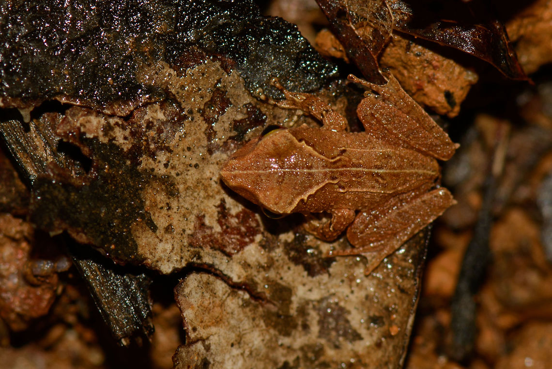 Top view of small red frog, Masoala NP, Madagascar Front view:<br />
<figure class="photo"><a href="https://www.jungledragon.com/image/35517/small_red_frog_masoala_madagascar.html" title="Small red frog, Masoala, Madagascar"><img src="https://s3.amazonaws.com/media.jungledragon.com/images/2/35517_thumb.jpg?AWSAccessKeyId=05GMT0V3GWVNE7GGM1R2&Expires=1770854410&Signature=vUZENVJYWHEZYIwRsGbuCOMzvB4%3D" width="200" height="134" alt="Small red frog, Masoala, Madagascar I have this one printed at 1m poster size, hanging in our living room. I particularly like the color ambiance. Top view:<br />
http://www.jungledragon.com/image/35516/top_view_of_small_red_frog_masoala_np_madagascar.html Africa,Geotagged,Madagascar,Madagascar North,Mantidactylus luteus,Masoala,Spring,White Madagascar Frog,World" /></a></figure> Africa,Madagascar,Madagascar North,Mantidactylus luteus,Masoala,White Madagascar Frog,World