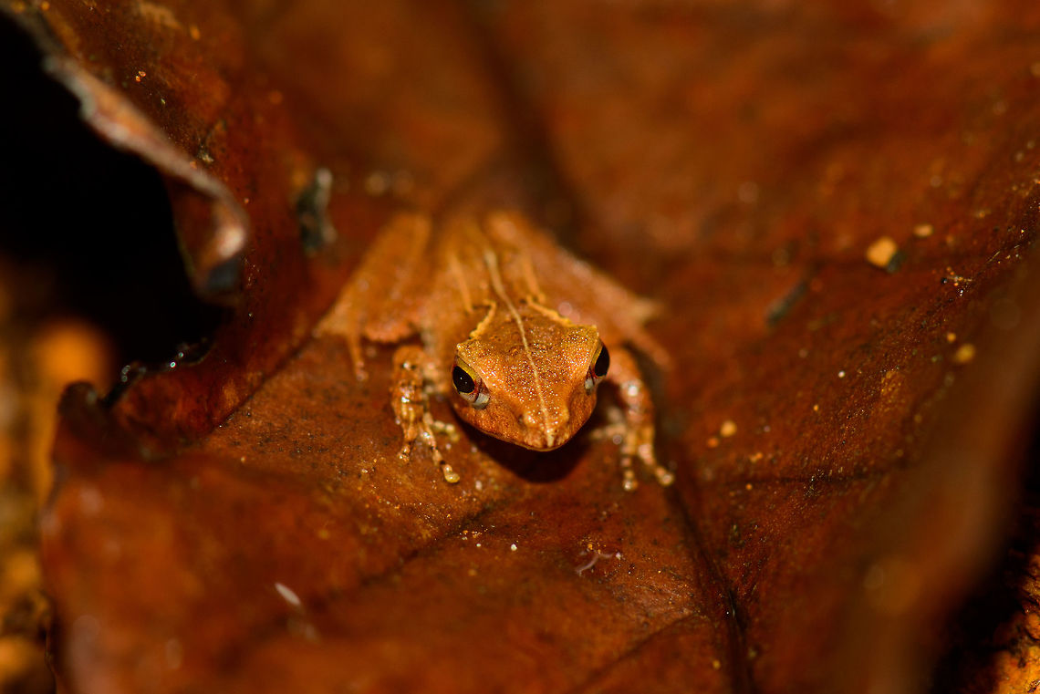Small red frog, Masoala, Madagascar I have this one printed at 1m poster size, hanging in our living room. I particularly like the color ambiance. Top view:<br />
<figure class="photo"><a href="https://www.jungledragon.com/image/35516/top_view_of_small_red_frog_masoala_np_madagascar.html" title="Top view of small red frog, Masoala NP, Madagascar"><img src="https://s3.amazonaws.com/media.jungledragon.com/images/2/35516_thumb.jpg?AWSAccessKeyId=05GMT0V3GWVNE7GGM1R2&Expires=1770854410&Signature=O8%2BTVVw4plt3y%2BeUnZELIbd4OgQ%3D" width="200" height="134" alt="Top view of small red frog, Masoala NP, Madagascar Front view:<br />
http://www.jungledragon.com/image/35517/small_red_frog_masoala_madagascar.html Africa,Madagascar,Madagascar North,Mantidactylus luteus,Masoala,White Madagascar Frog,World" /></a></figure> Africa,Geotagged,Madagascar,Madagascar North,Mantidactylus luteus,Masoala,Spring,White Madagascar Frog,World