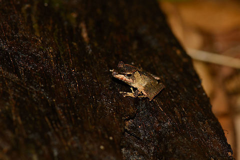 Small tropical frog on fallen tree, Masoala NP, Madagascar  Africa,Geotagged,Madagascar,Madagascar North,Mantidactylus luteus,Masoala,Spring,White Madagascar Frog,World