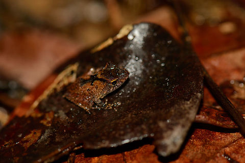 Small frog on rotten leaf, Masoala NP, Madagascar Closeup:
http://www.jungledragon.com/image/35521/closeup_of_small_frog_on_rotten_leaf_masoala_np_madagascar.html Africa,Geotagged,Madagascar,Madagascar North,Mantidactylus luteus,Masoala,Spring,White Madagascar Frog,World