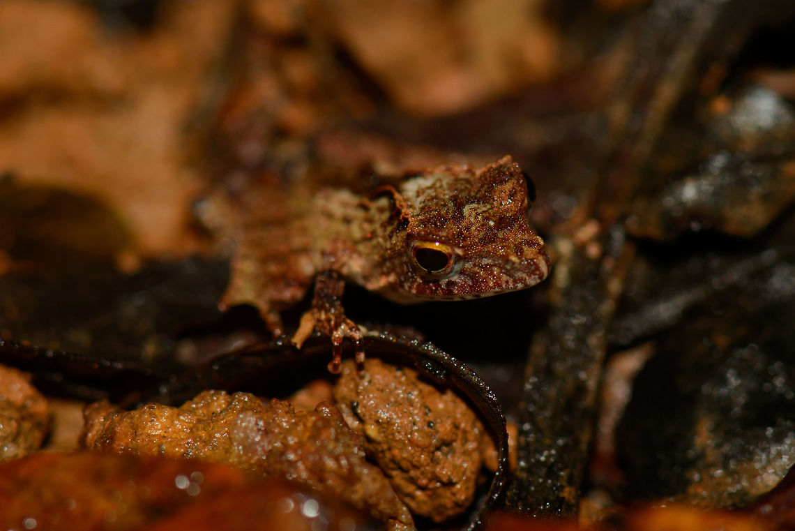 Closeup of small frog on rotten leaf, Masoala NP, Madagascar  Africa,Madagascar,Madagascar North,Mantidactylus luteus,Masoala,White Madagascar Frog,World