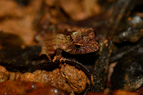 Closeup of small frog on rotten leaf, Masoala NP, Madagascar  Africa,Madagascar,Madagascar North,Mantidactylus luteus,Masoala,White Madagascar Frog,World