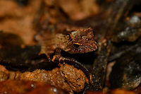 Closeup of small frog on rotten leaf, Masoala NP, Madagascar  Africa,Madagascar,Madagascar North,Mantidactylus luteus,Masoala,White Madagascar Frog,World