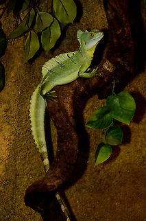 Jesus Christ Lizard This creature is the source of inspiration for JungleDragon. It is known as the Jesus Christ Lizard for its ability to walk on water. Note that the black spots on its skin seem like digital artifacts, yet they are part of the actual skin. Emerald Basilisk,Geotagged,Jesus Christ Lizard,Oliemeulen,Reptiles,The Netherlands