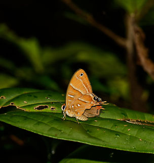 One more Saribia ochracea found in Masoala NP, Madagascar  Africa,Geotagged,Madagascar,Madagascar North,Masoala,Saribia ochracea,Spring,World