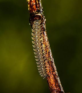 Barydesmus sp ?, Masoala, Madagascar Another mysterious insect from Madagascar, this one looking like a piece of jewelry. My knowledge of millipedes is non-existing and online resources are scarce. My guess so far is that this is some kind of flat-backed millipede, possibly from the Barydesmus genus. Africa,Geotagged,Madagascar,Madagascar North,Masoala,Spring,World