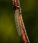 Barydesmus sp ?, Masoala, Madagascar Another mysterious insect from Madagascar, this one looking like a piece of jewelry. My knowledge of millipedes is non-existing and online resources are scarce. My guess so far is that this is some kind of flat-backed millipede, possibly from the Barydesmus genus. Africa,Geotagged,Madagascar,Madagascar North,Masoala,Spring,World