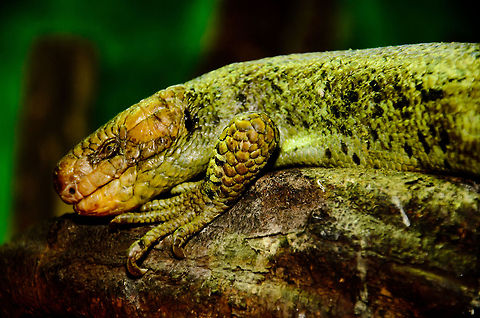 Solomon Islands skink
