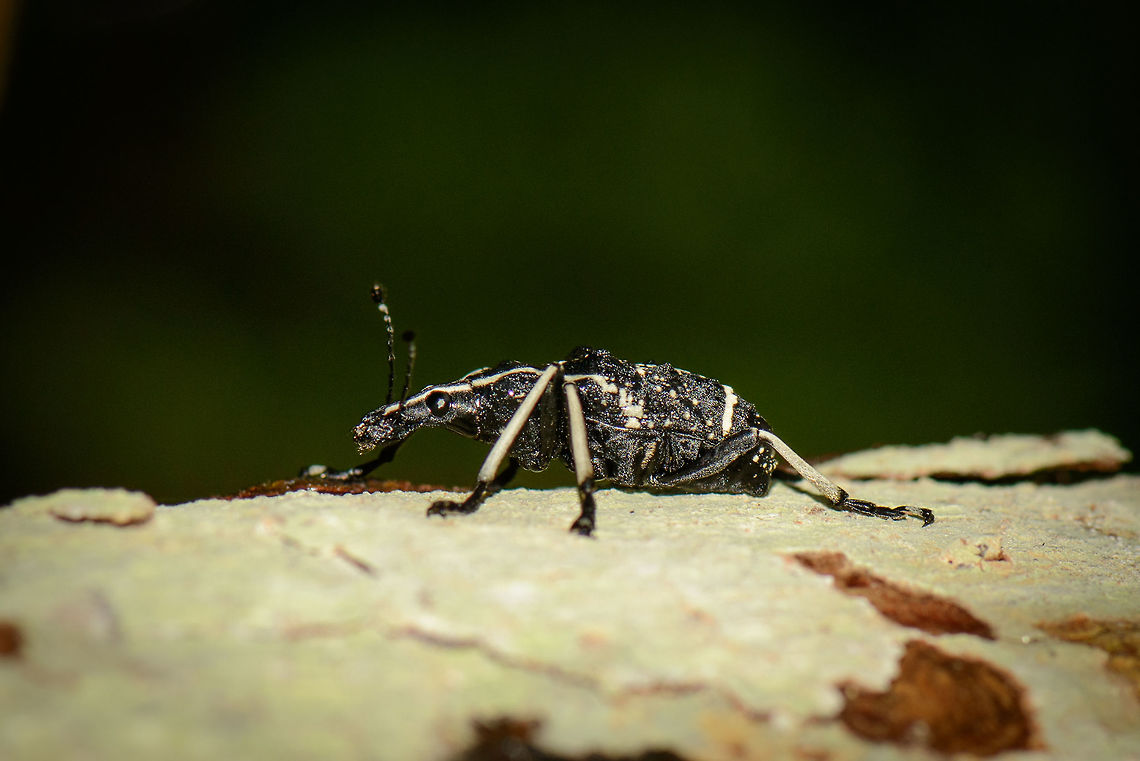 Large black snout beetle, Masoala NP, Madagascar Found on a fungi-covered fallen tree in Masoala NP, Madagascar. I don't recall the exact size, but it was fairly large for a snout beetle, maybe 2-3 cm (1 inch). It is overall black, with clear white stripes across the length of the body, along with some white speckles. Legs are white with black tips. Africa,Geotagged,Madagascar,Madagascar North,Masoala,Spring,Tophoderes frenatu,World