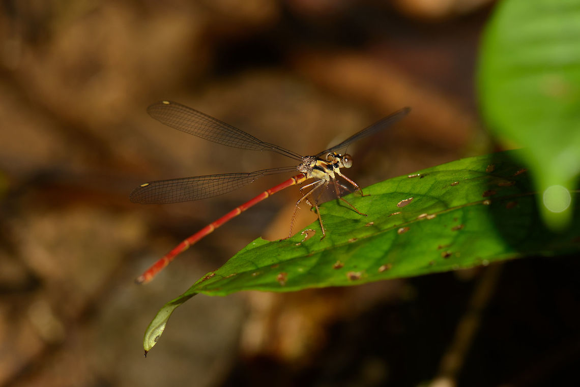 Red-tailed damselfly in Masoala NP, Madagascar I'm hoping for some help from @Wildflower and @RMFelix for this one. Africa,Geotagged,Madagascar,Madagascar North,Masoala,Spring,Tatocnemis malgassicum,World