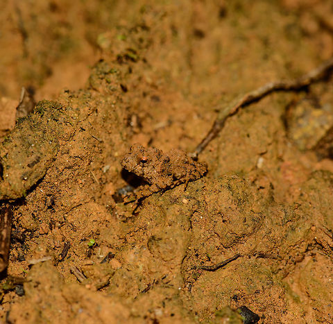 Gephyromantis oelkrugi