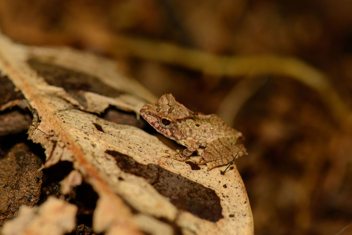 White Madagascar Frog, Masoala NP, Madagascar Found on the forest floor on a rotten leaf. Africa,Madagascar,Madagascar North,Mantidactylus luteus,Masoala,White Madagascar Frog,World