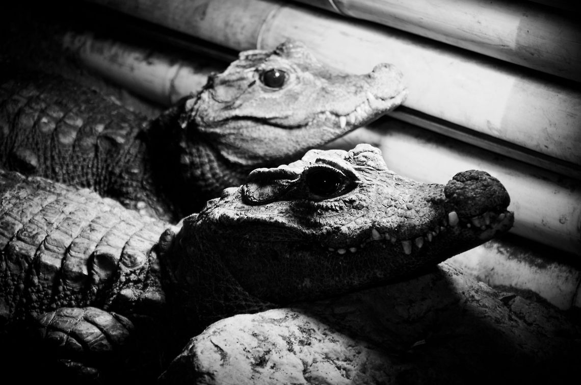 The smallest Crocodile Two dwarf crocodiles sunbathing below a heat lamp in the Oliemeulen reptiles centre, the Netherlands. Dwarf Crocodile,Geotagged,Oliemeulen,Osteolaemus tetraspis,Reptiles,The Netherlands