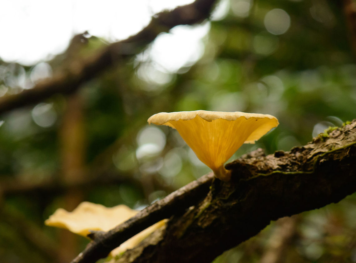 Funnel Woodcap, Masoala NP, Madagascar  Africa,Geotagged,Lentinus sajor-caju,Madagascar,Madagascar North,Masoala,Spring,World,lentinus sajor-caju
