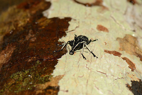 Tophoderes frenatu on tree, Masoala NP, Madagascar  Africa,Geotagged,Madagascar,Madagascar North,Masoala,Spring,Tophoderes frenatu,World