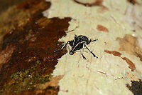 Tophoderes frenatu on tree, Masoala NP, Madagascar  Africa,Geotagged,Madagascar,Madagascar North,Masoala,Spring,Tophoderes frenatu,World