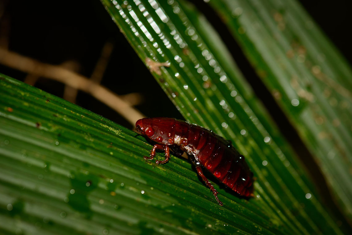 Surinam cockroach, Masoala NP, Madagascar Found during a very wet walk in Masoala NP. I don&#039;t like cockroaches at all, but I guess this one is beautiful in its own right. Africa,Geotagged,Madagascar,Madagascar North,Masoala,Pycnoscelus surinamensis,Spring,Surinam cockroach,World