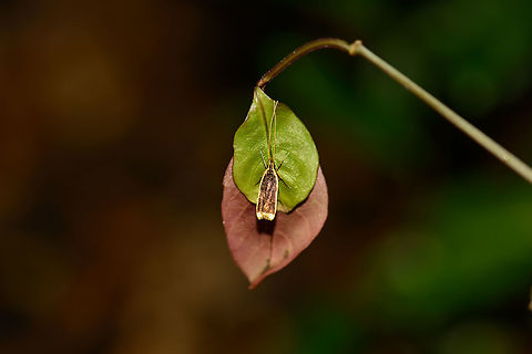 Small moth with long antennae, Masoala NP, Madagascar  Africa,Geotagged,Madagascar,Madagascar North,Masoala,Spring,World