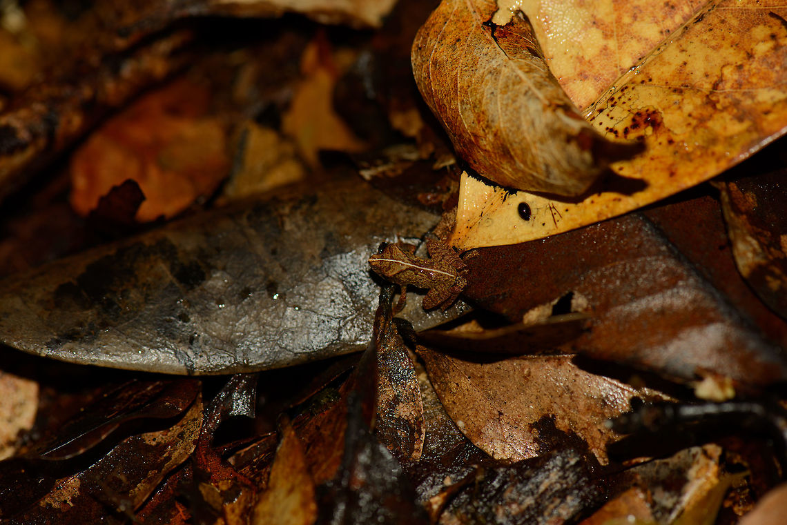 Small tropical frog on forest floor, Masoala NP, Madagascar Will check the species with John Sullivan. Africa,Geotagged,Madagascar,Madagascar North,Mantidactylus asper,Masoala,Spring,World