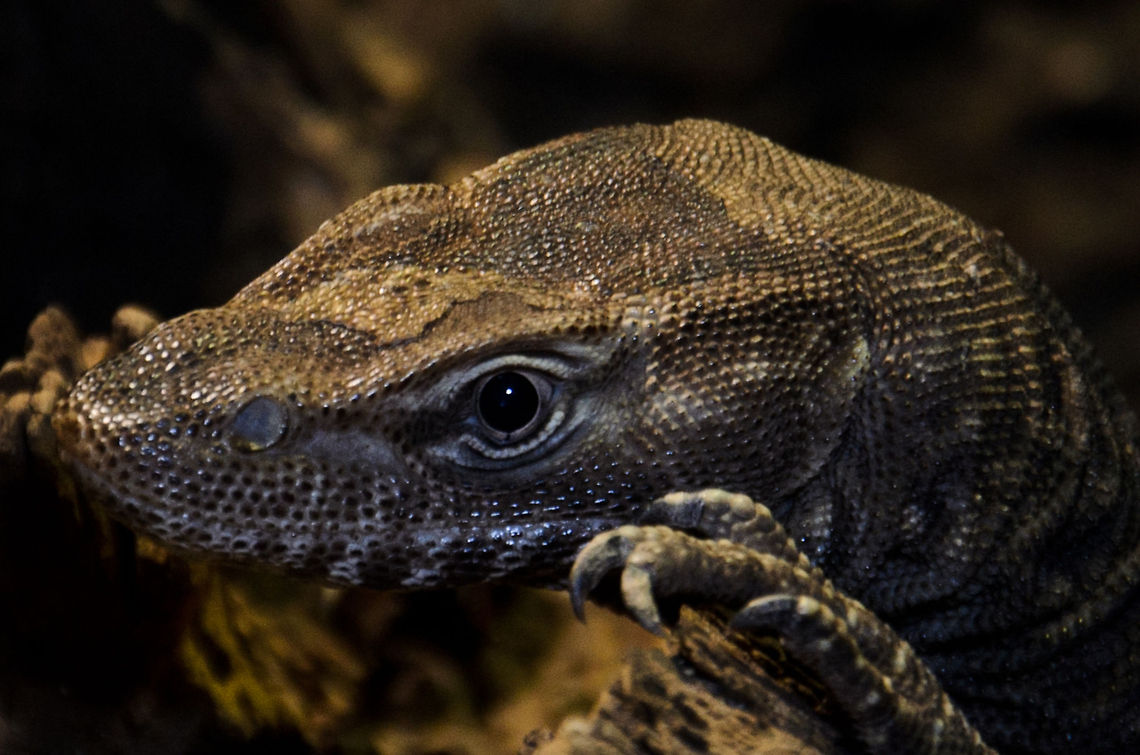 Freckled Monitor Lizard head closeup Head crop of a Freckled Monitor Lizard, to showcase its beautiful, prehistoric appearance. Freckled Monitor Lizard,Geotagged,Lizard,Oliemeulen,The Netherlands,Varanus tristis orientalis,reptiles