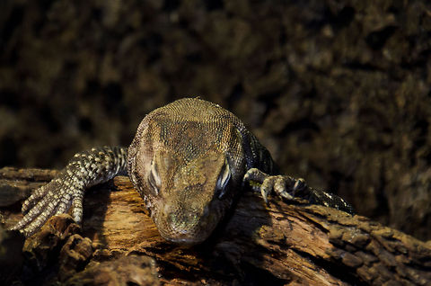 Sleeping Freckled Monitor Lizard My special interest in this rare reptile was not mutual. Freckled Monitor Lizard,Geotagged,Lizard,Oliemeulen,The Netherlands,Varanus tristis orientalis,reptiles
