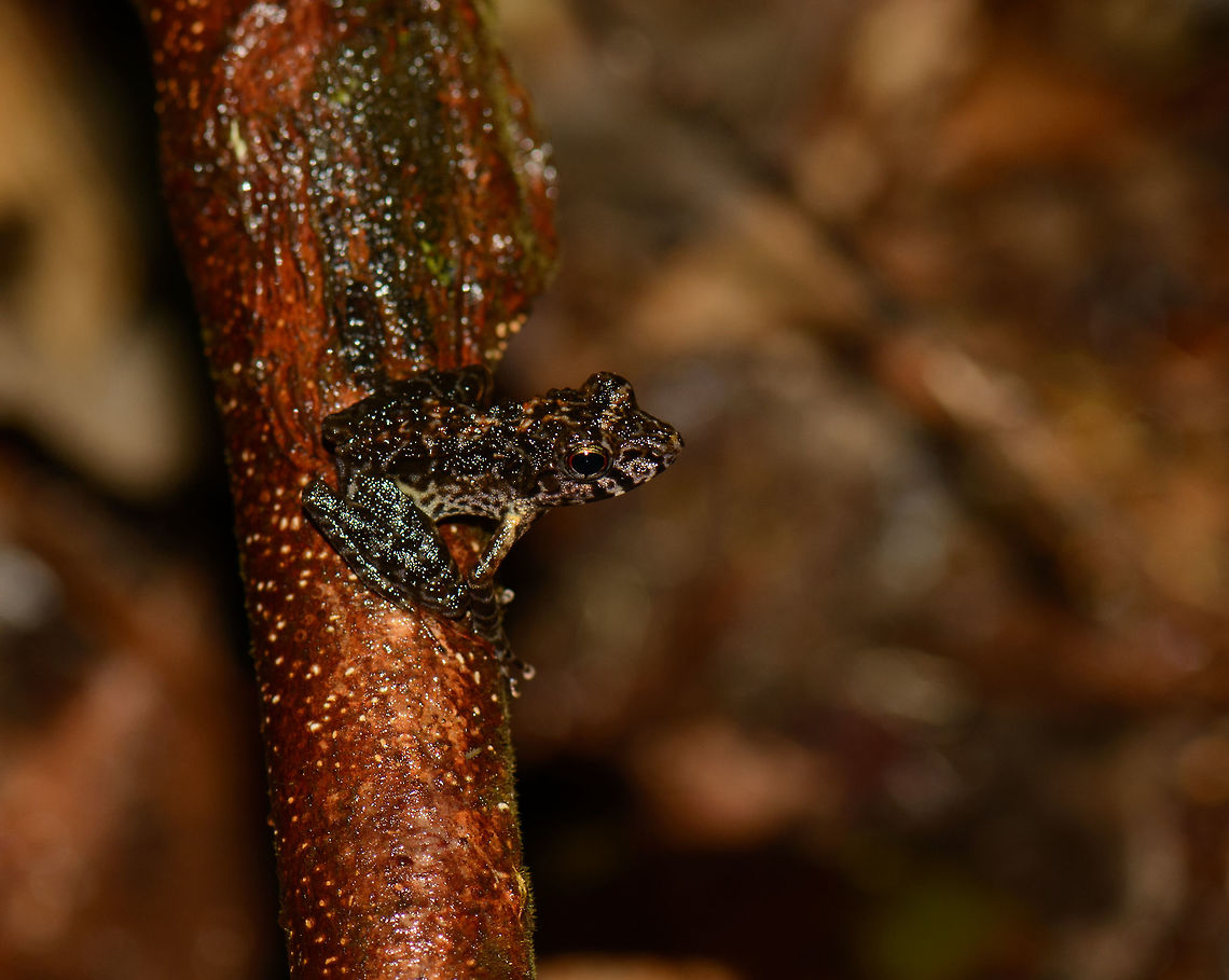 Blackish frog on branch, Masoala NP, Madagascar Will check this species ID with John. Africa,Geotagged,Gephyromantis pseudoasper,Madagascar,Madagascar North,Masoala,Massif Madagascar Frog,Spring,World