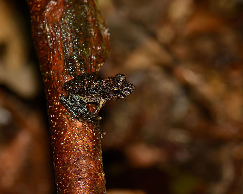 Massif Madagascar Frog