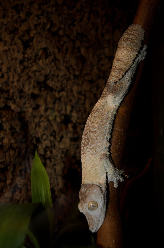 Henkels Leaf-tailed Gecko full body view This picture clearly shows the origin of this beautiful creature's name, their fantastic tail. This is also their sleeping position. Geotagged,Henkel's Leaf-tailed Gecko,Oliemeulen,Reptiles,The Netherlands,Uroplatus Henkeli,gecko