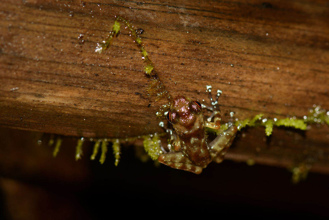 Small frog on fallen tree, Masoala NP, Madagascar Will check John for the species. Africa,Geotagged,Madagascar,Madagascar North,Mantidactylus rivicola,Masoala,Spring,World