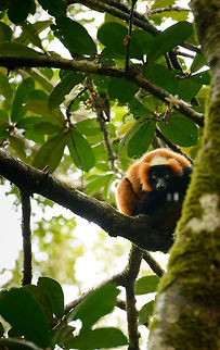 Red-ruffed Lemur - III, Masoala, Madagascar On our third day in Masoala, we mostly focused on macro photography, yet still encountered this forest's prime mammal, the Red-ruffed Lemur. Africa,Geotagged,Madagascar,Madagascar North,Masoala,Red ruffed lemur,Spring,Varecia rubra,World