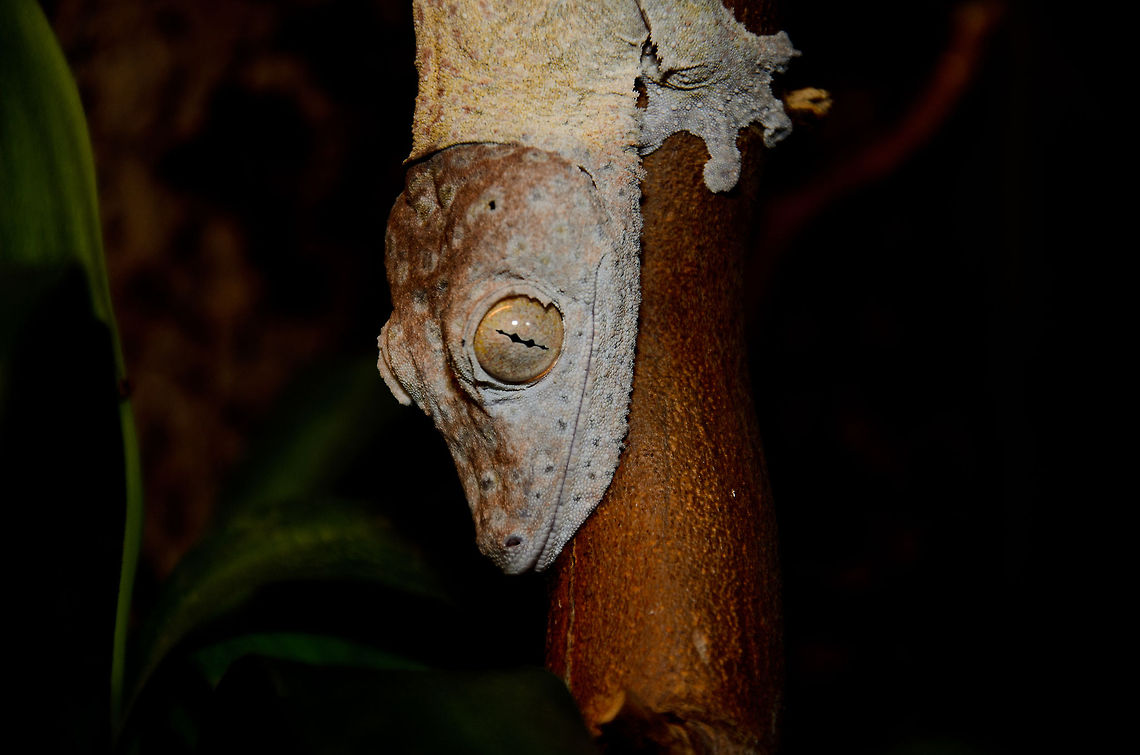Henkels Leaf-tailed Gecko sleeping Not sure if its sleeping, but this is its sleeping position, with the head down. Geotagged,Henkel's Leaf-tailed Gecko,Oliemeulen,Reptiles,The Netherlands,Uroplatus Henkeli,gecko