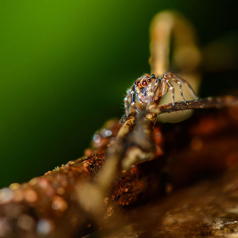 Jumping spider on forest floor, Masoala NP, Madagascar  Africa,Madagascar,Madagascar North,Masoala,World
