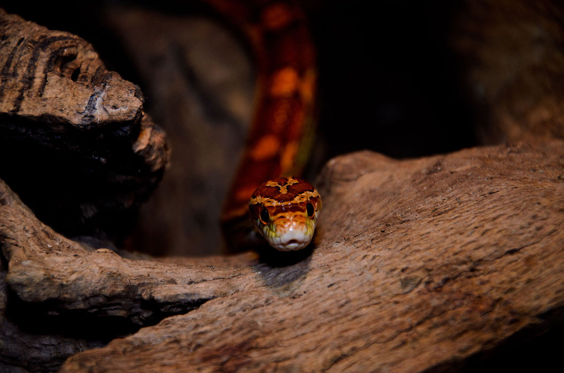 Corn snake (Pantherophis guttatus)  Corn Snake,Corn snake,Geotagged,Oliemeulen,Pantherophis guttatus,The Netherlands