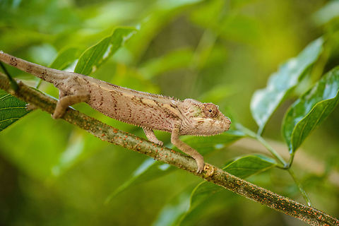 Panther Chameleon in tree, Masoala NP, Madagascar Found at the beach/shore at the end of our last hike in Masoala NP. Africa,Furcifer pardalis,Madagascar,Madagascar North,Masoala,Panther chameleon,World