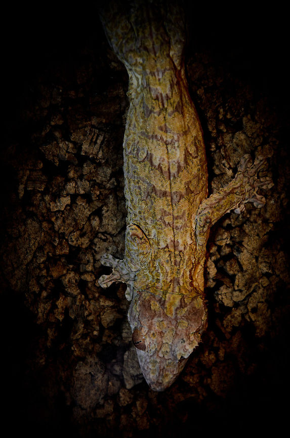 Henkels Leaf-tailed Gecko Not only does its tail look like a leaf, in this position its entire body blends into the background. I actually had to adjust the tone of this photo to make this gecko visible. Camouflage,Geotagged,Henkels Leaf-tailed Gecko (Uroplatus henkeli),Oliemeulen,The Netherlands,Uroplatus henkeli
