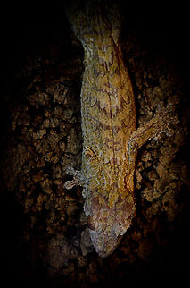 Henkels Leaf-tailed Gecko Not only does its tail look like a leaf, in this position its entire body blends into the background. I actually had to adjust the tone of this photo to make this gecko visible. Camouflage,Geotagged,Henkels Leaf-tailed Gecko (Uroplatus henkeli),Oliemeulen,The Netherlands,Uroplatus henkeli