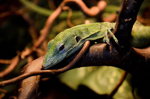 Emerald Tree Monitor This Emeral Tree Monitor is fully adjusted to tree climbing usings it very long claws, sticky feet and thin body. Emerald Tree Monitor,Geotagged,Oliemeulen,The Netherlands,Varanus prasinus