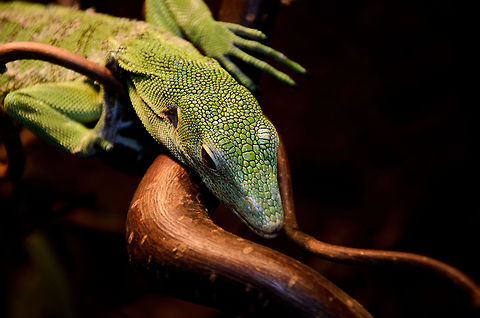 Master of trees This Emerald Tree Monitor is fully adjusted to tree climbing usings it very long claws, sticky feet and thin body. Emerald Tree Monitor,Geotagged,Oliemeulen,The Netherlands,Varanus prasinus