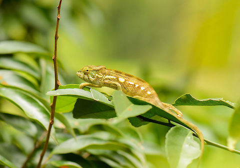 Panther chameleon near Marojejy, Madagascar We found several Panther chameleons on the path towards the beginning of Marojejy. Africa,Furcifer pardalis,Geotagged,Madagascar,Madagascar North,Marojejy,Panther chameleon,Spring,World