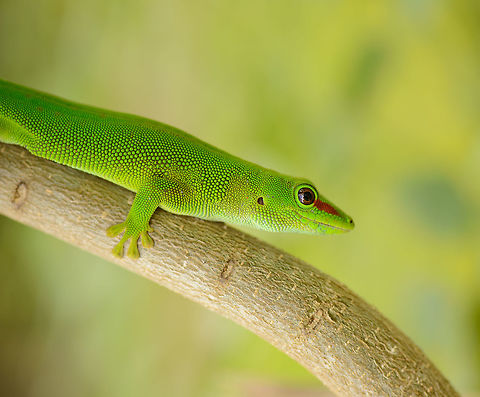 Madagascar giant day gecko, Marojejy, Madagascar  Africa,Geotagged,Madagascar,Madagascar North,Marojejy,Phelsuma grandis,Phelsuma madagascariensis grandis,Spring,World
