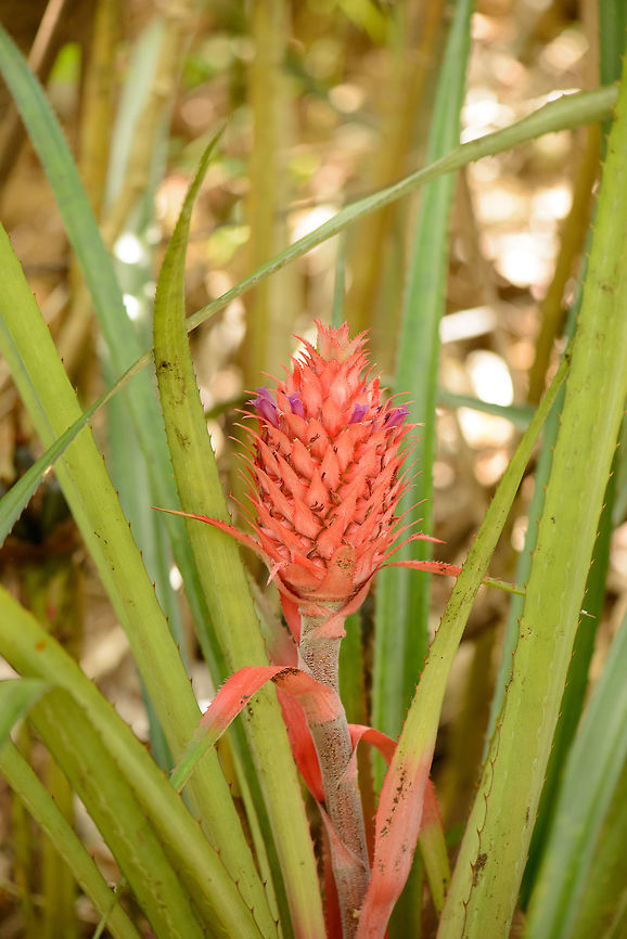 Young pineapple growing near Marojejy, Madagascar  Africa,Ananas comosus,Geotagged,Madagascar,Madagascar North,Marojejy,Pineapple,Spring,World