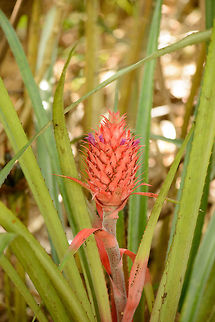 Young pineapple growing near Marojejy, Madagascar  Africa,Ananas comosus,Geotagged,Madagascar,Madagascar North,Marojejy,Pineapple,Spring,World