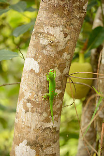 Madagascar day gecko, Marojejy, Madagascar Exact species under investigation. Africa,Geotagged,Madagascar,Madagascar North,Marojejy,Phelsuma grandis,Phelsuma madagascariensis grandis,Spring,World