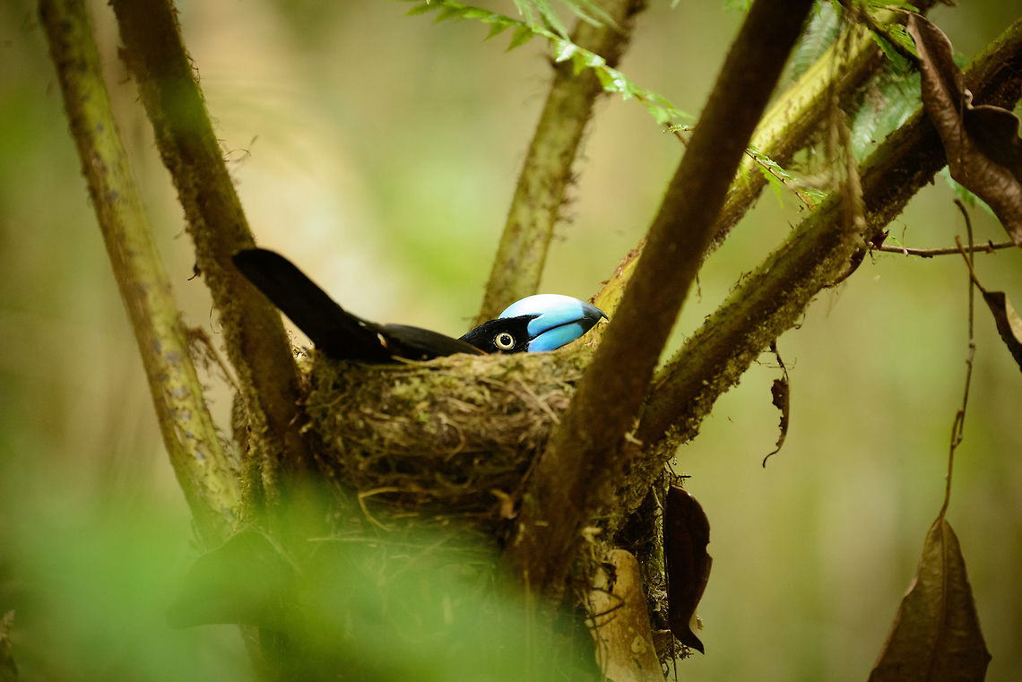 Helmet Vanga on nest, Marojejy, Madagascar Found at the foot of Marojejy, right next to the first path.  Africa,Euryceros prevostii,Geotagged,Helmet vanga,Madagascar,Madagascar North,Marojejy,Spring,World