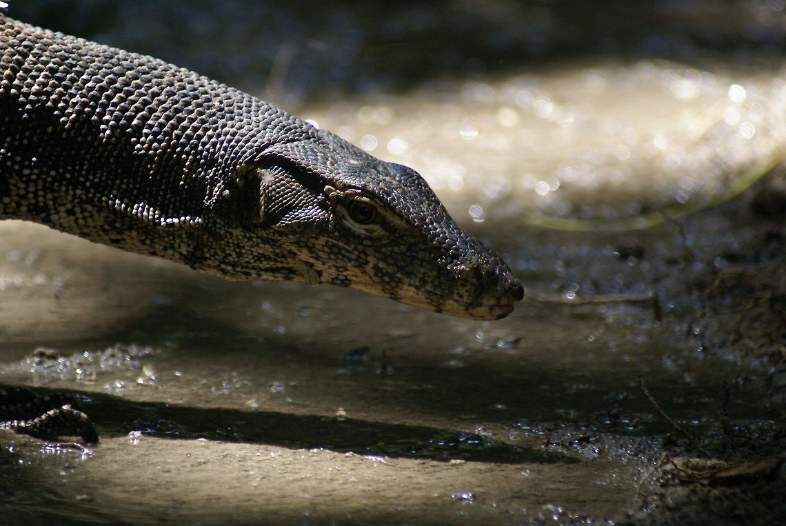 Dragon closeup Found at one of Kota Kinabalu&#039;s exotic islands.  Closeup,Malaysia,Reptiles,Varanus salvator,Water monitor